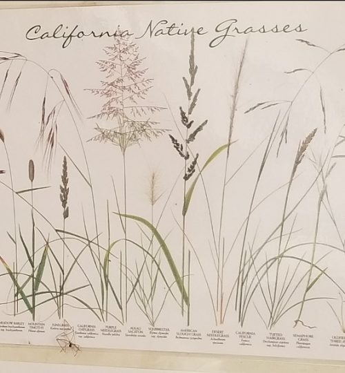 California Native Grasses small