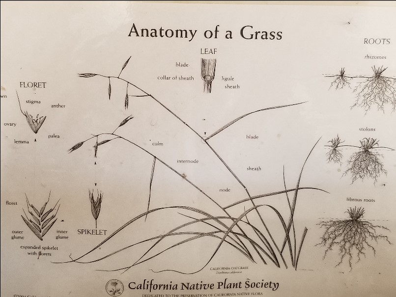 Grass Anatomy small