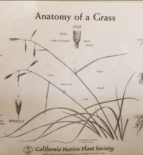 Grass Anatomy small