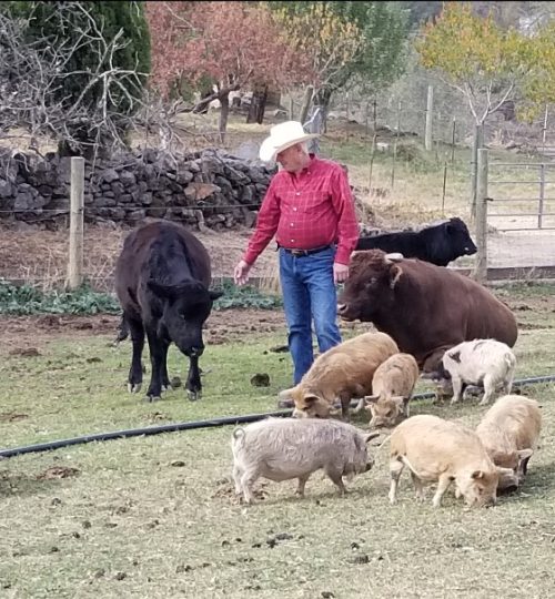 Grazing Cows & Pigs small