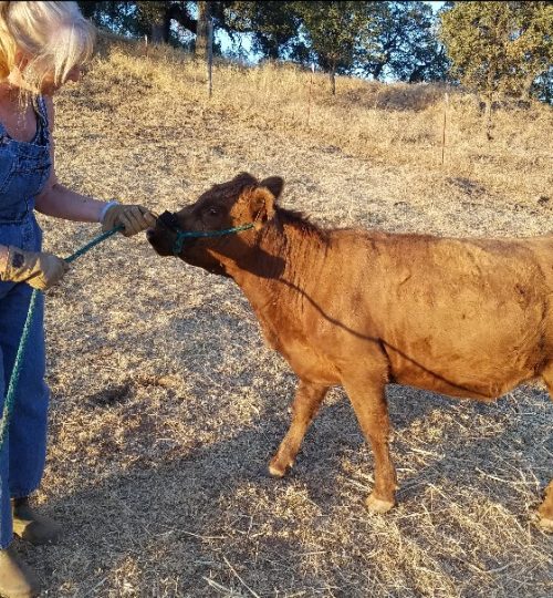 Halter trained small