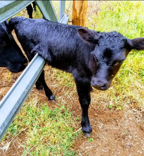 Stuck Calf small